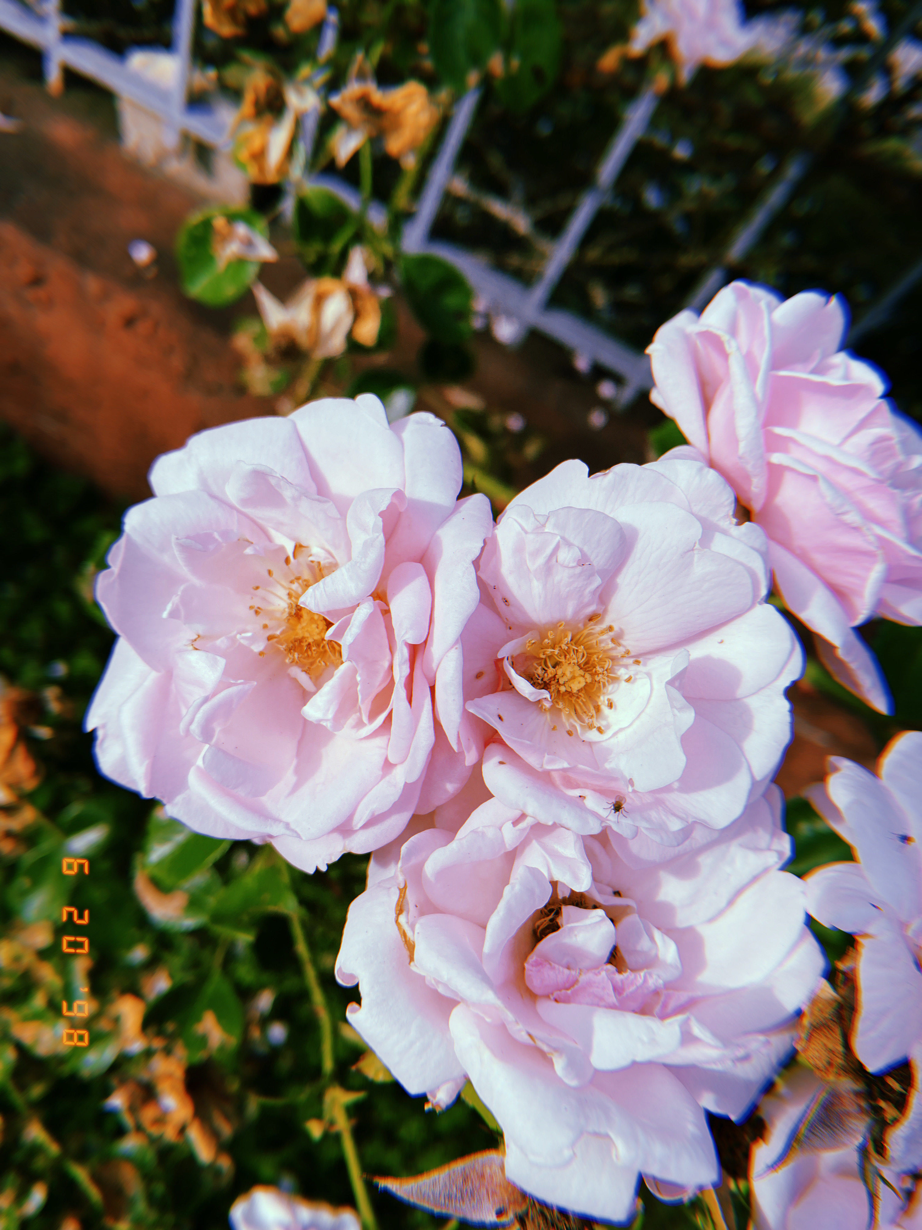 Karma OnlyFans header