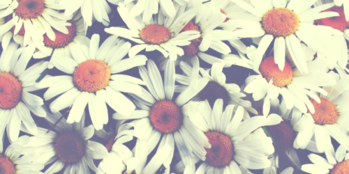 Aria M OnlyFans header