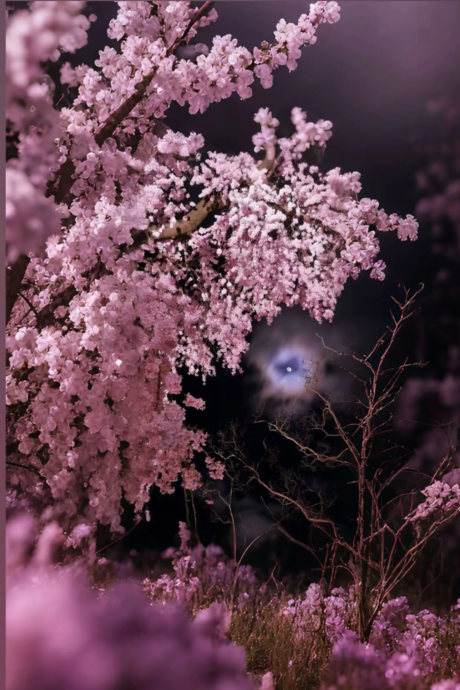 𝔩𝔢𝔬𝔫𝔫𝔦𝔢 𐙚 OnlyFans header