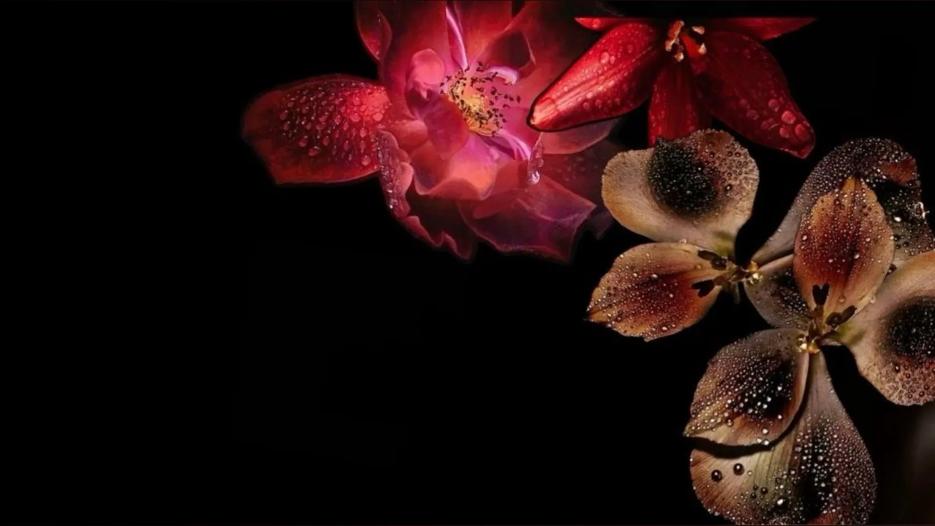 Honey🍯 OnlyFans header