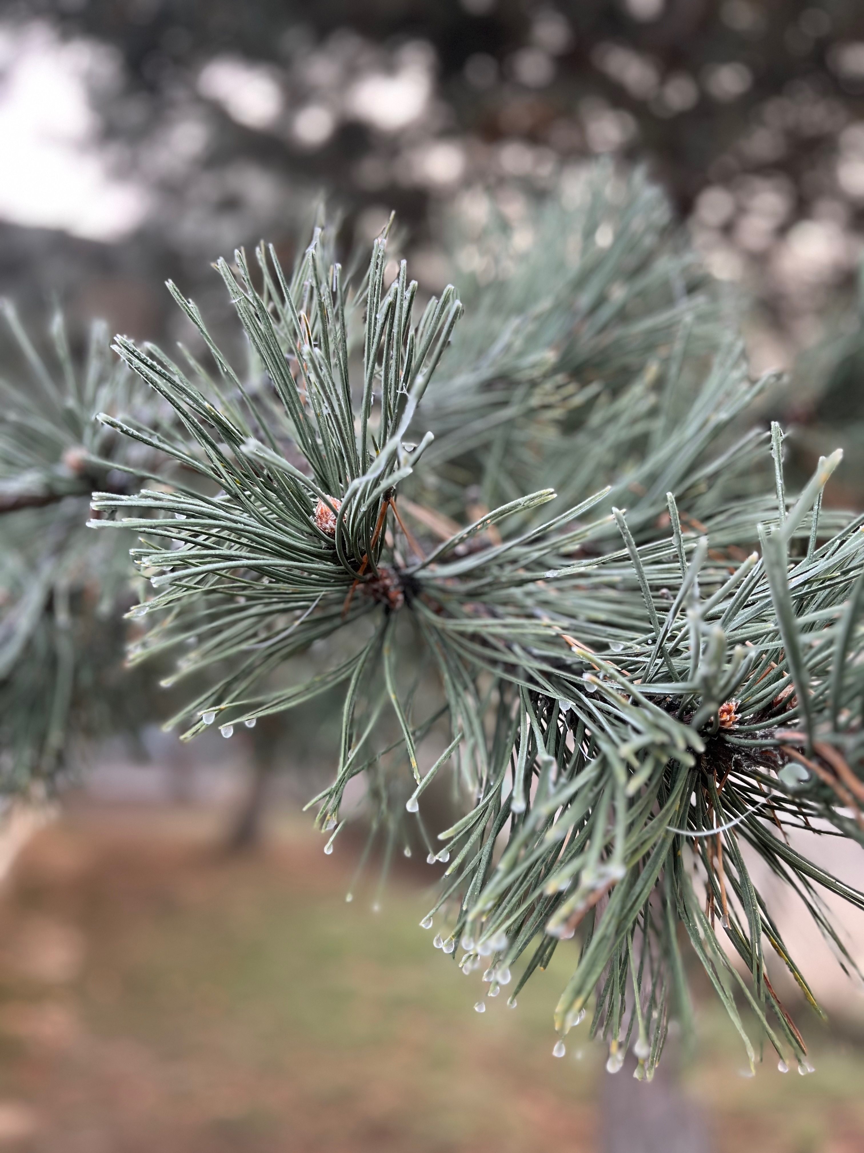 Louise OnlyFans header