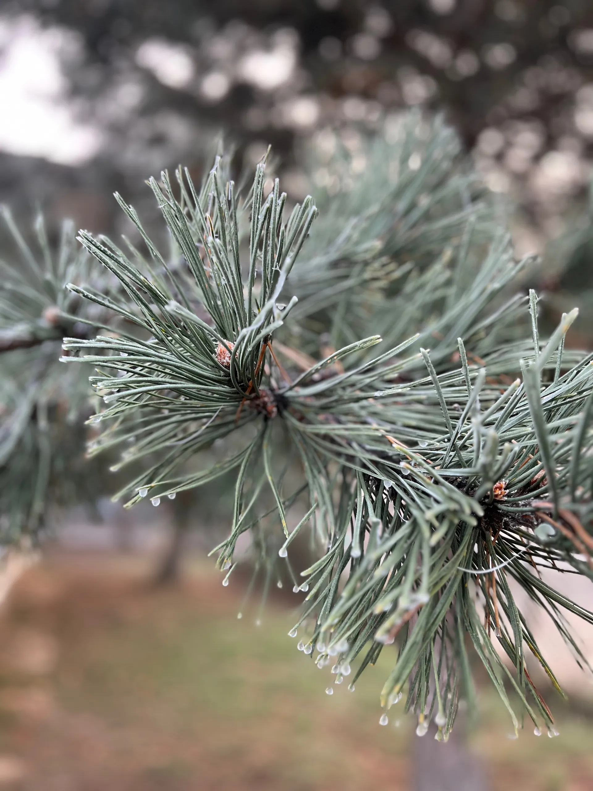 Louise OnlyFans header