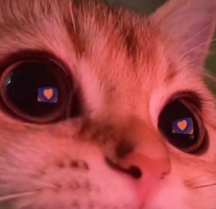 ༺Aภgel༻ OnlyFans header