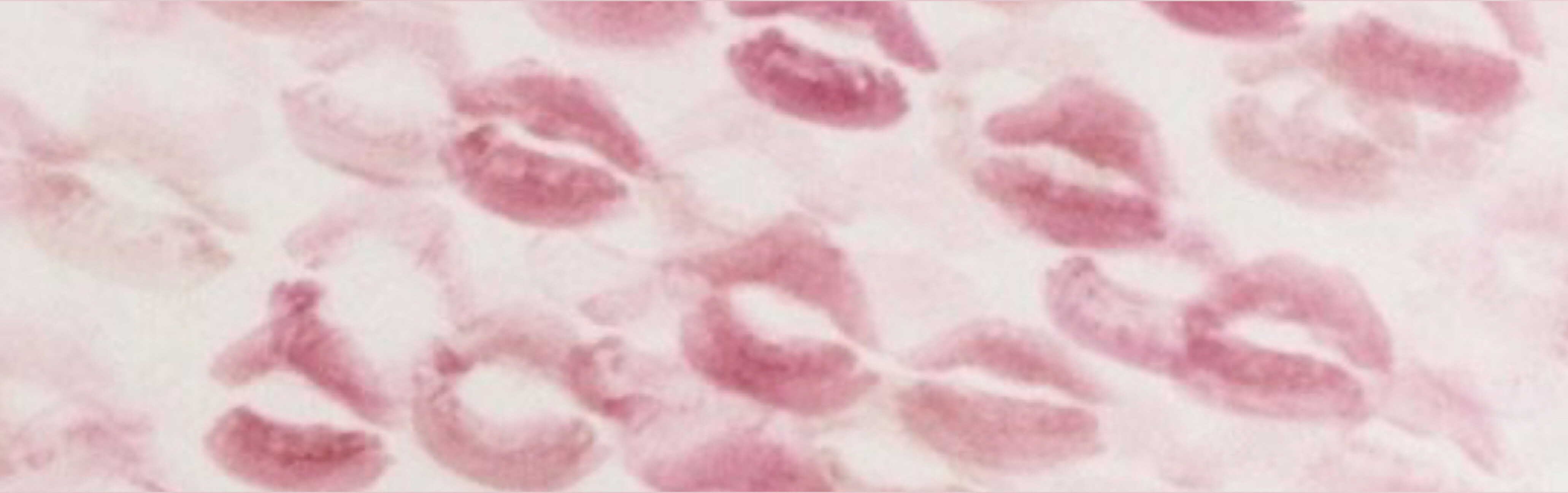 xoxogracie OnlyFans header