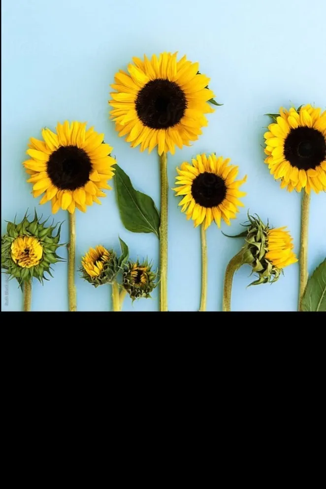 Katie OnlyFans header