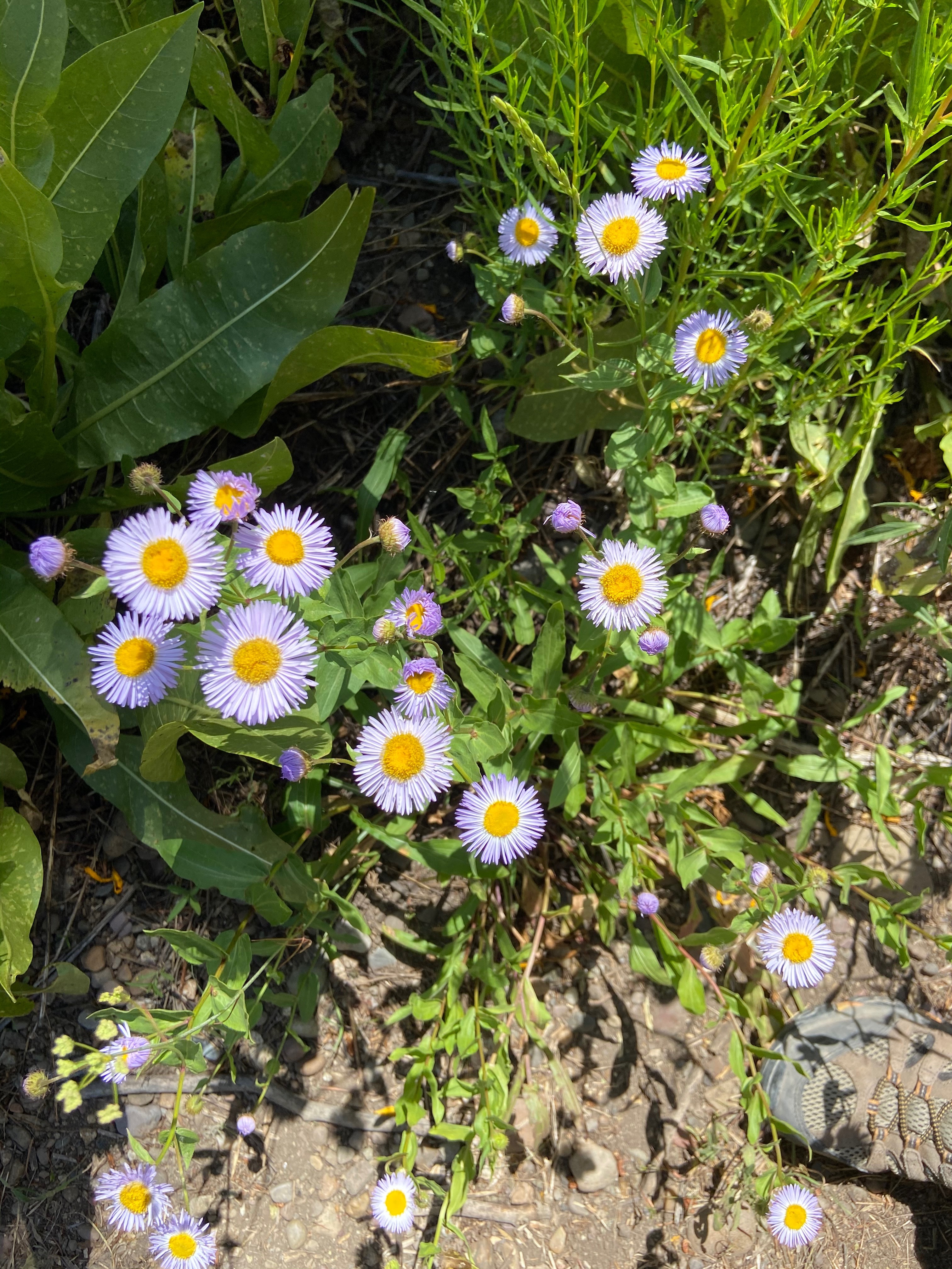 Xoxo OnlyFans header