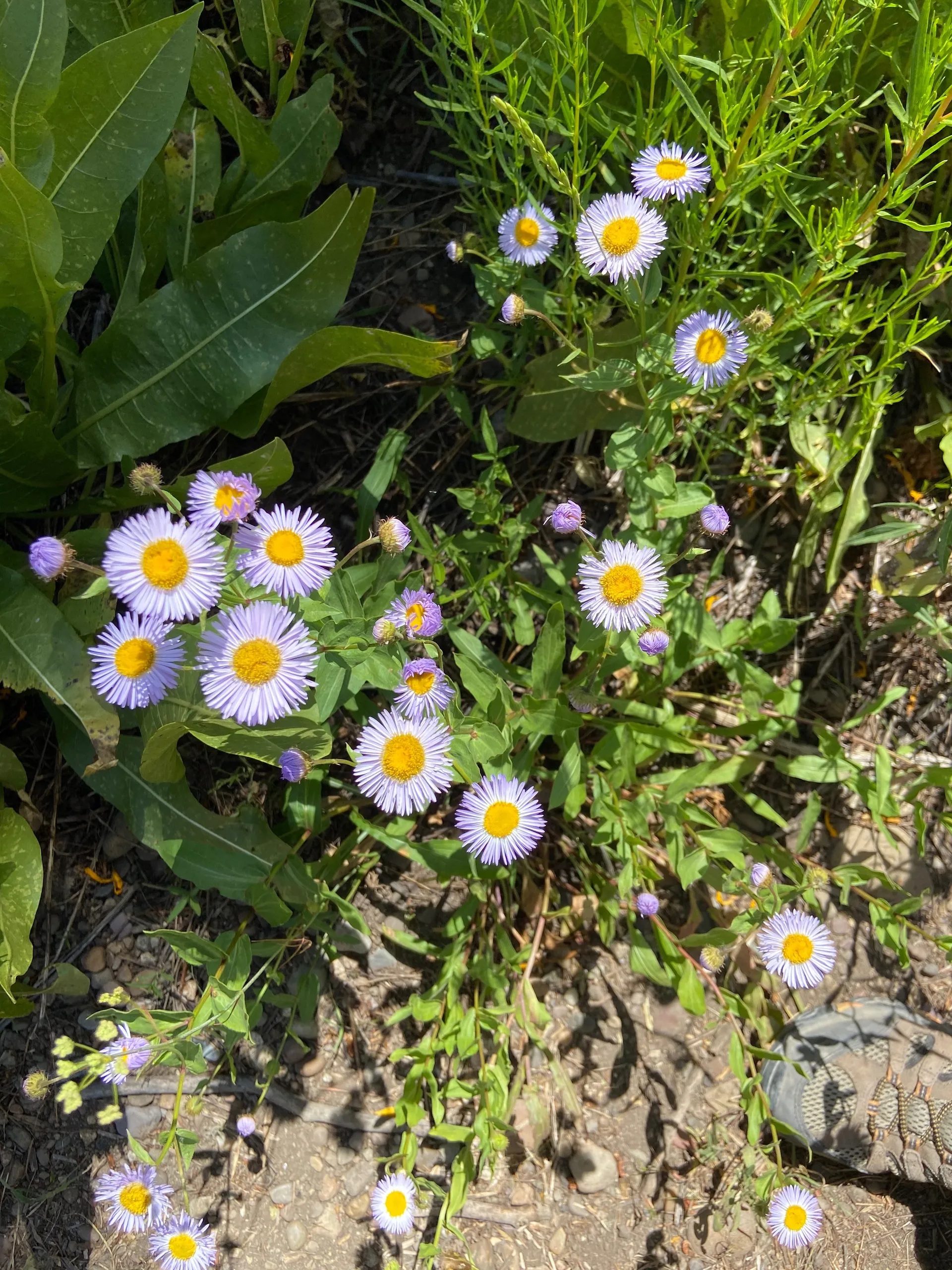 Xoxo OnlyFans header