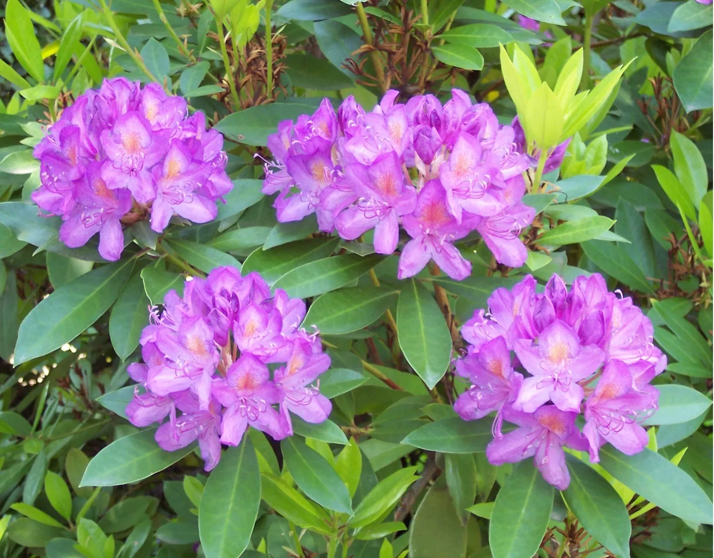 melanie OnlyFans header