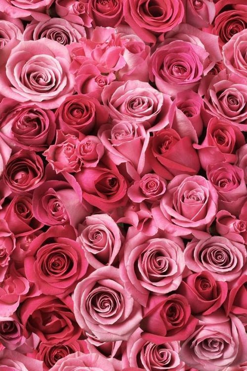 Ms. Rosie OnlyFans header