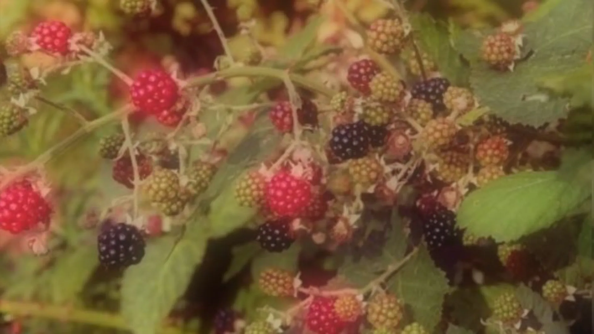 Berri ♡ ベリー OnlyFans header