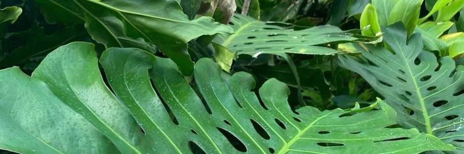 Richie OnlyFans header