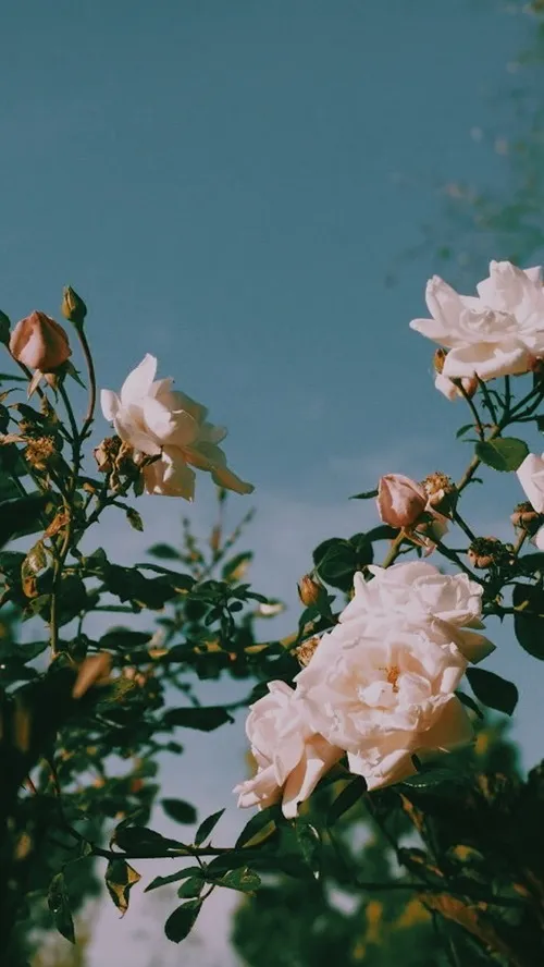 Kayla Daisy OnlyFans header