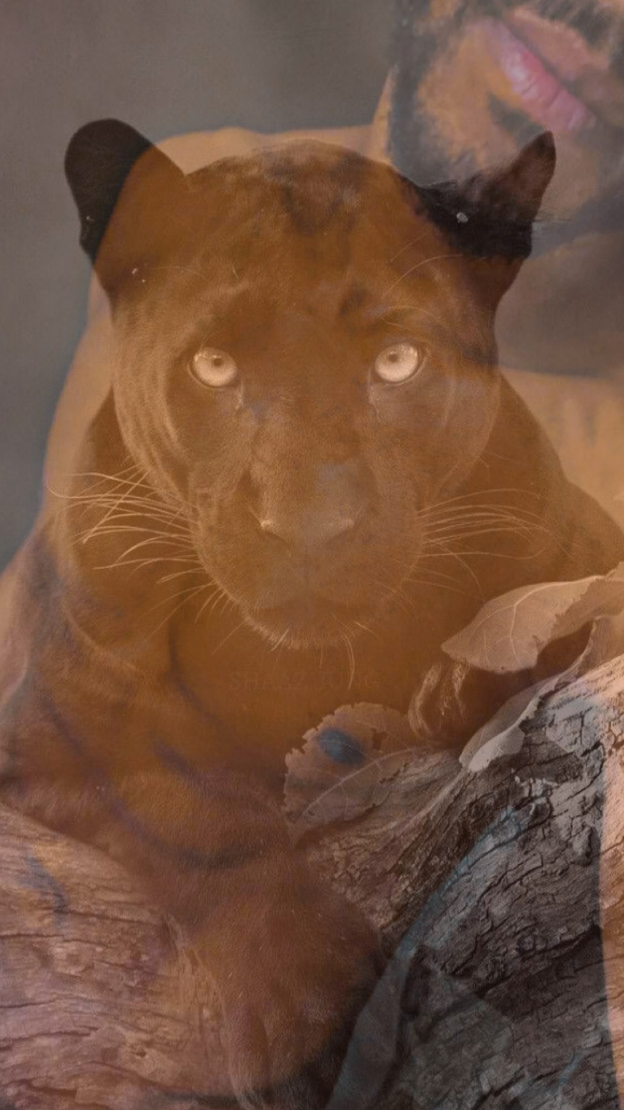 SLIMinnCOCOA OnlyFans header