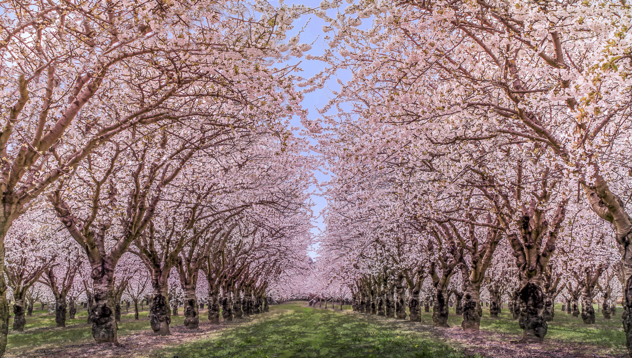 Xuka 🌸 OnlyFans header