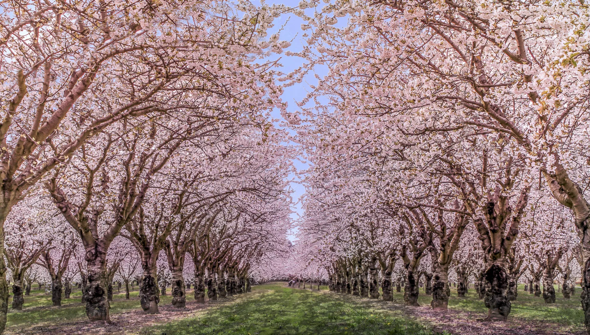 Xuka 🌸 OnlyFans header