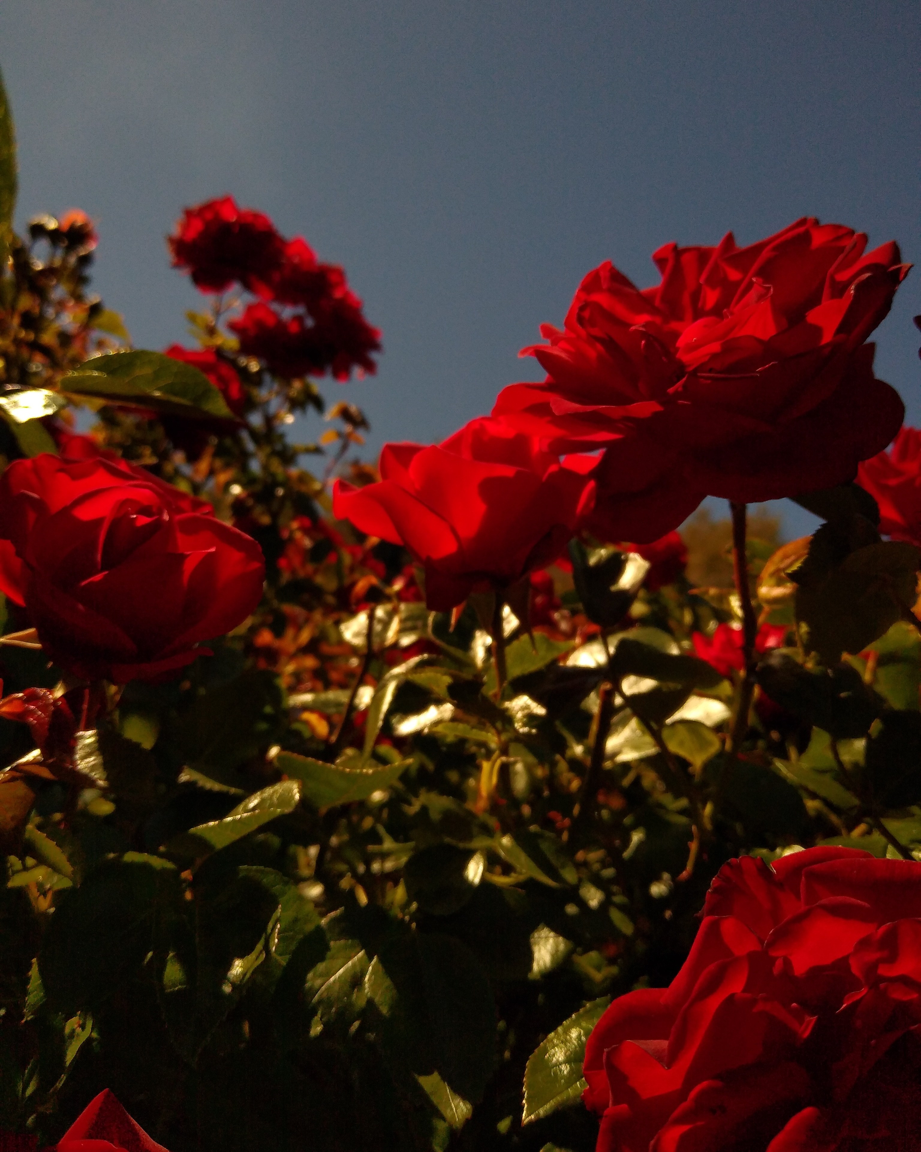 Xulxu OnlyFans header