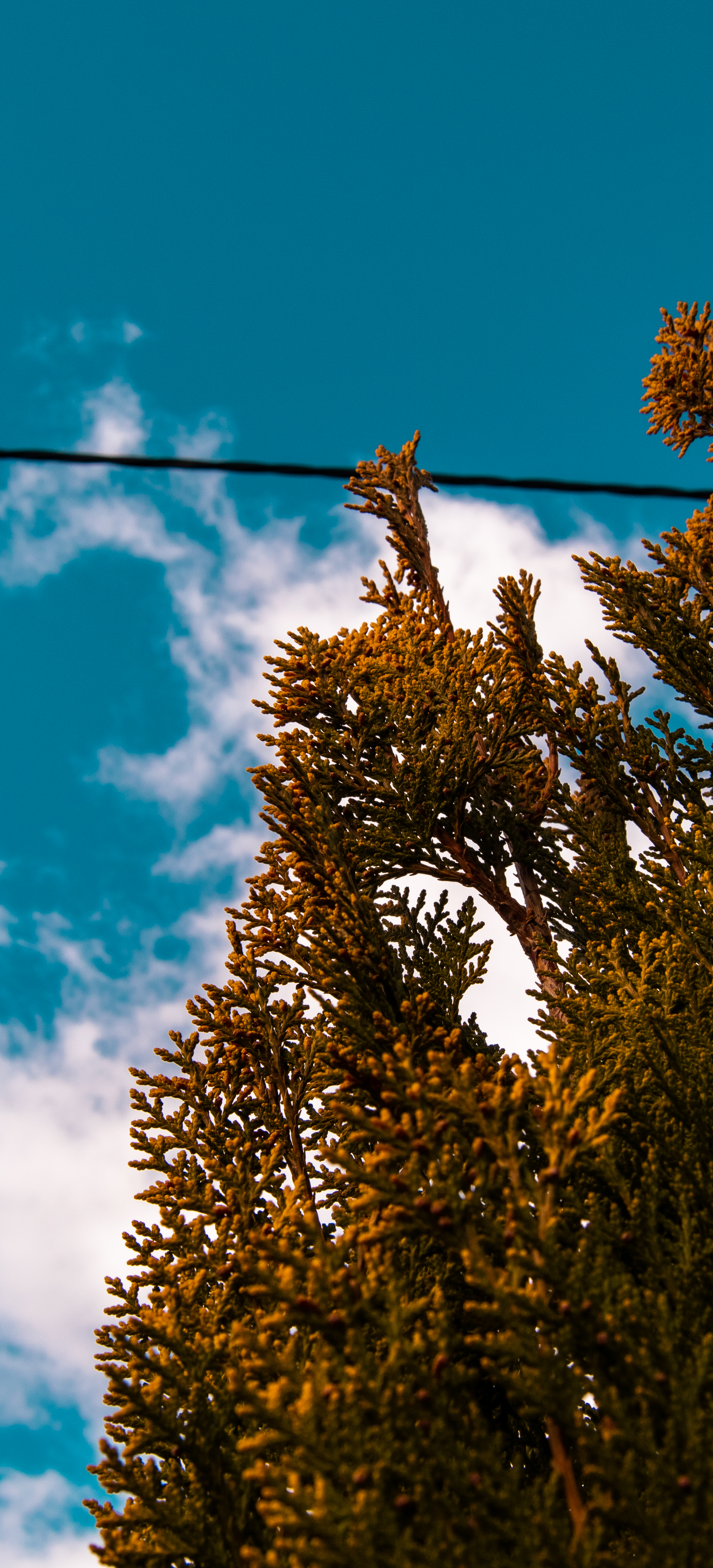 xWolfxx OnlyFans header