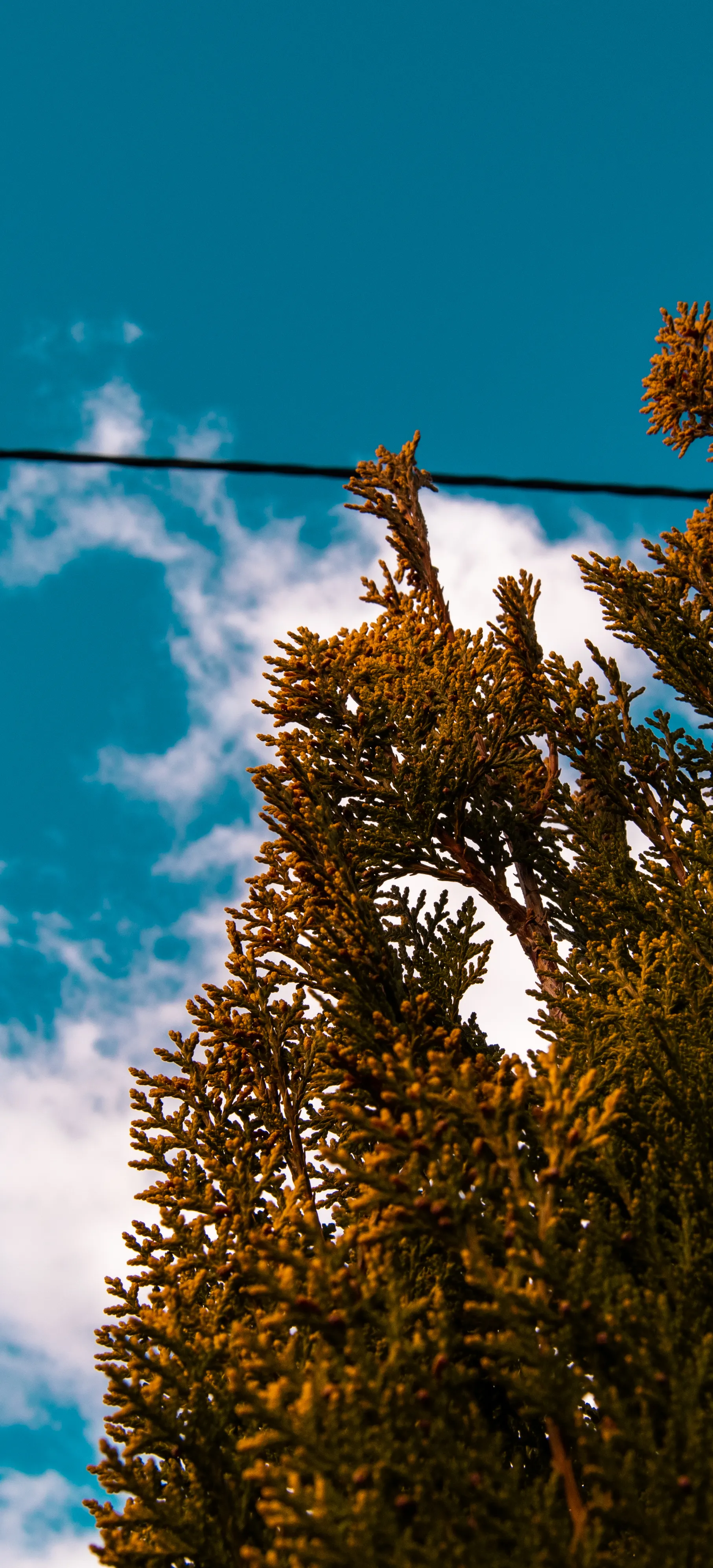 xWolfxx OnlyFans header