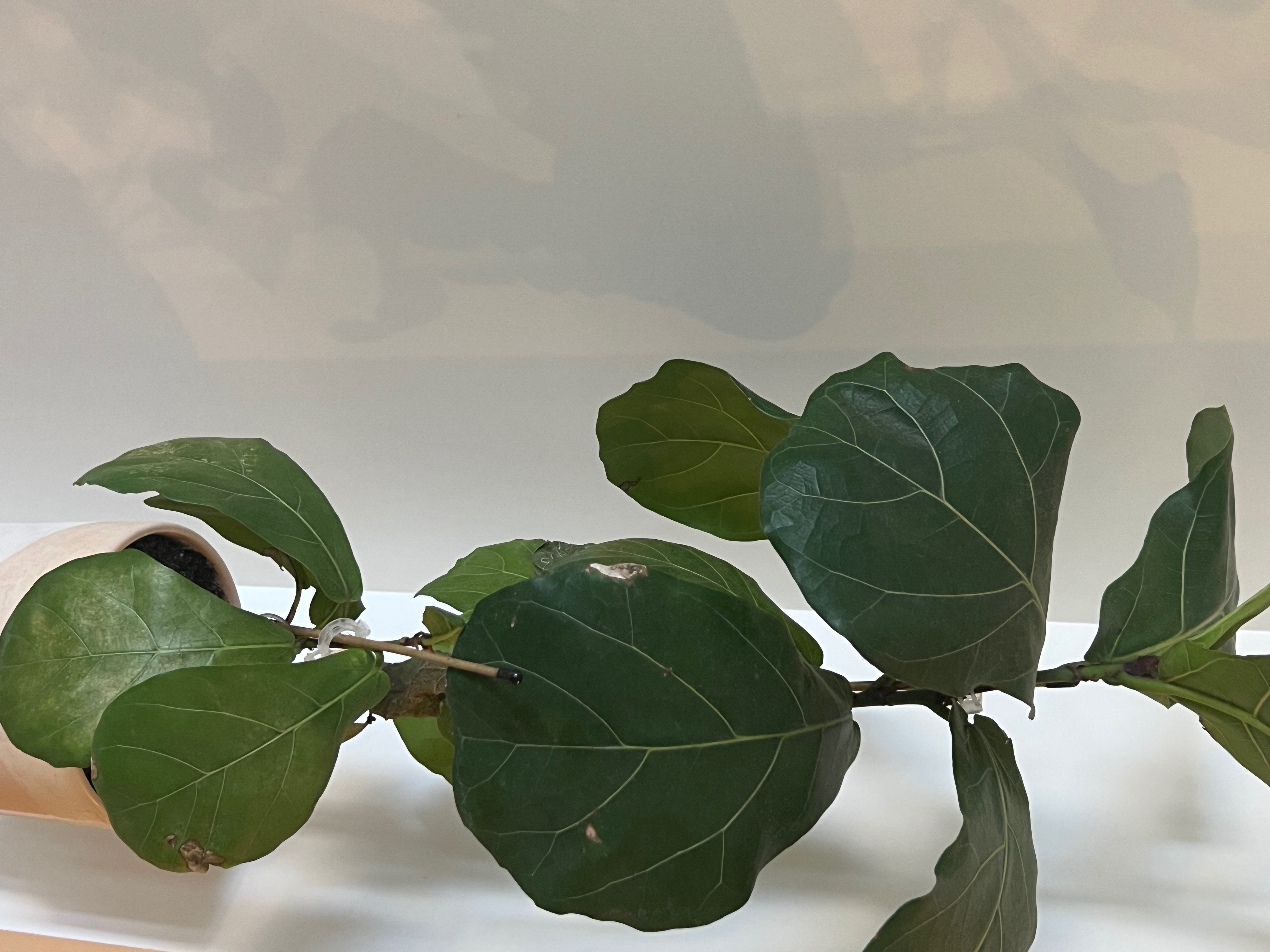 Zoella 🧡 OnlyFans