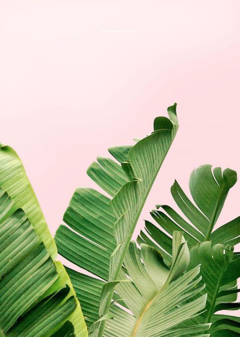 g h o s t OnlyFans header