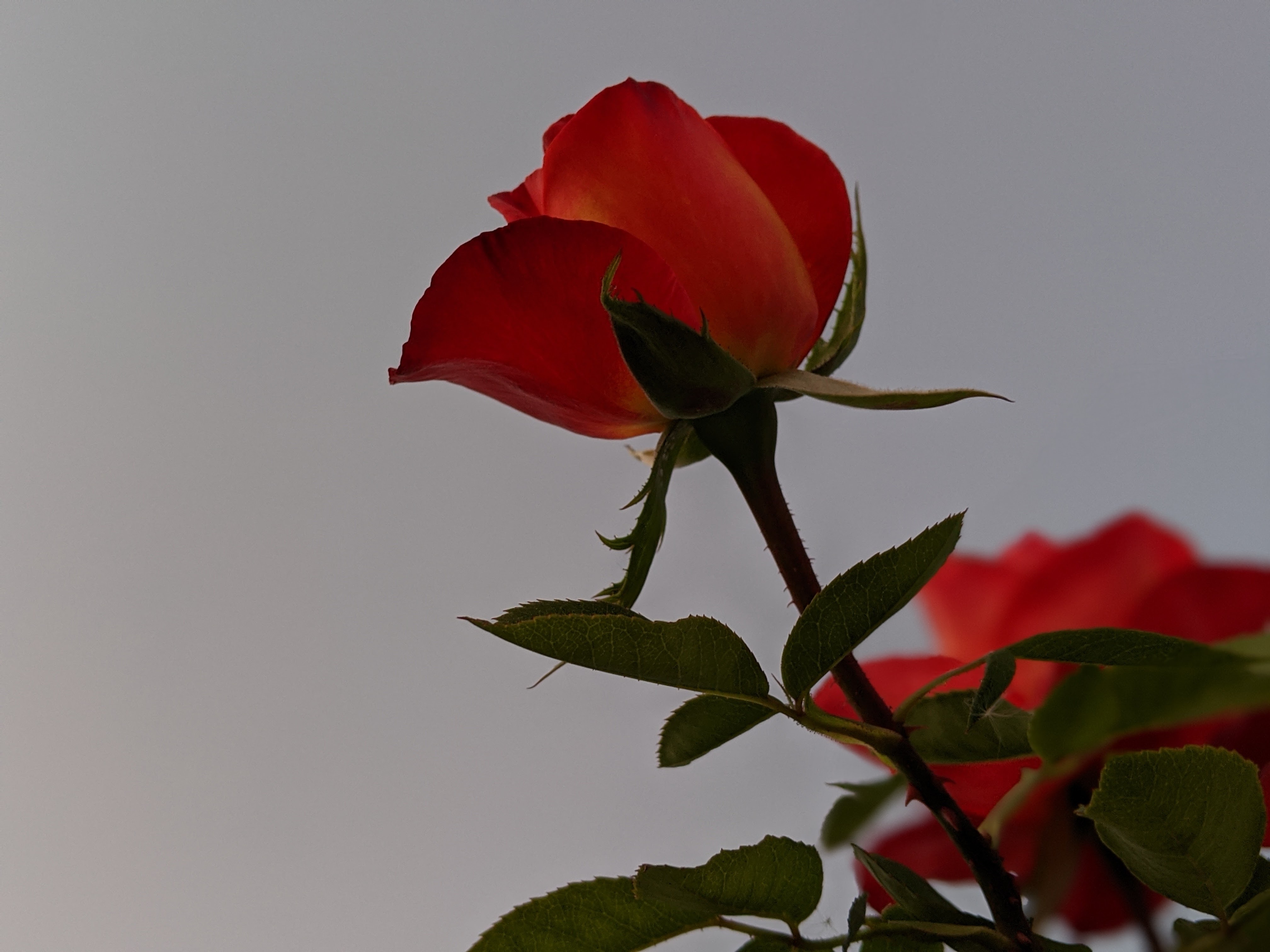 Crystal Celine OnlyFans header