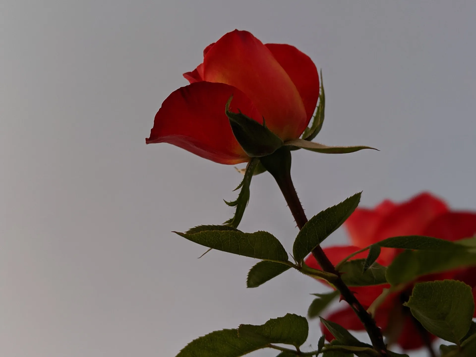 Crystal Celine OnlyFans header