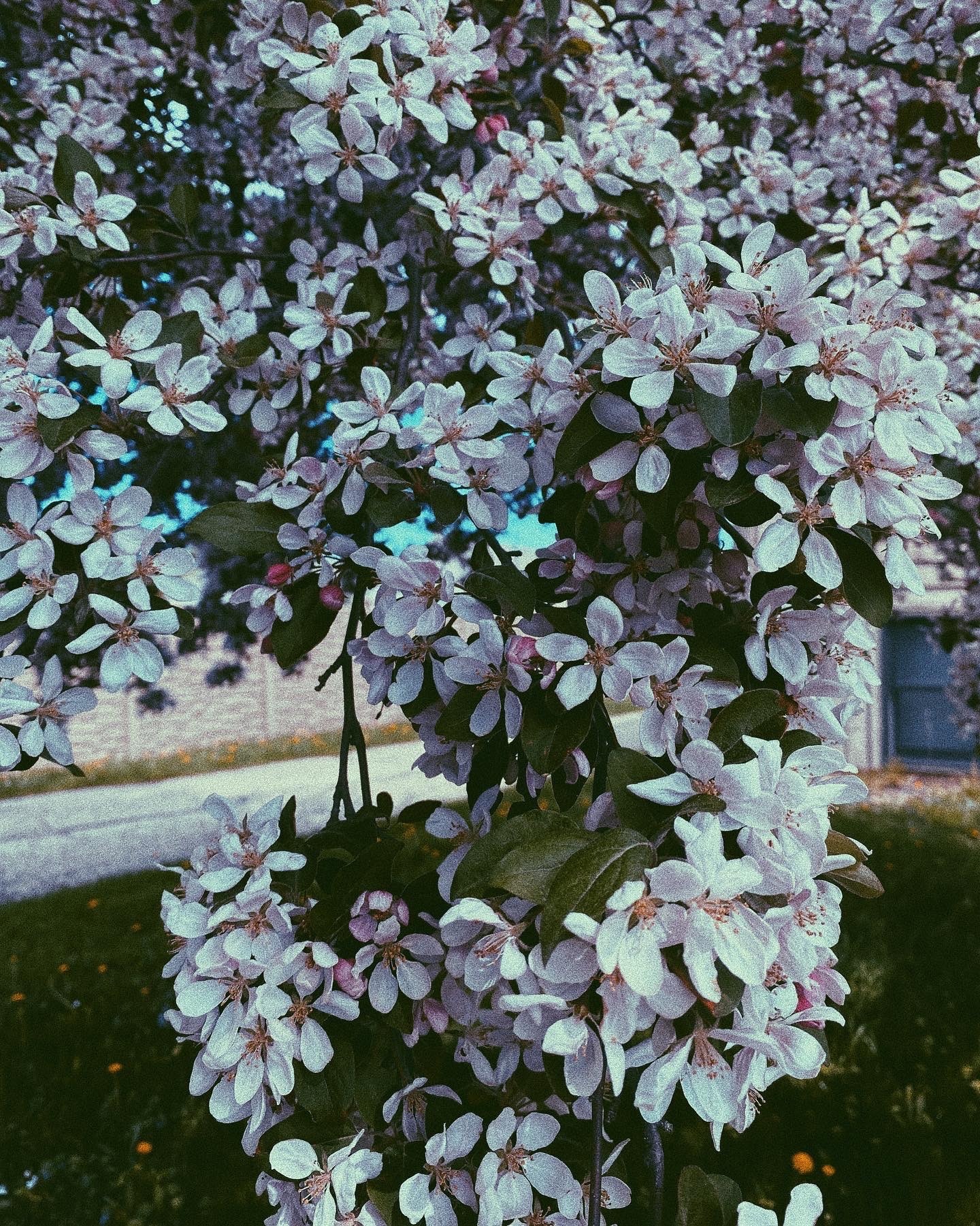 🍯 🍑 OnlyFans header