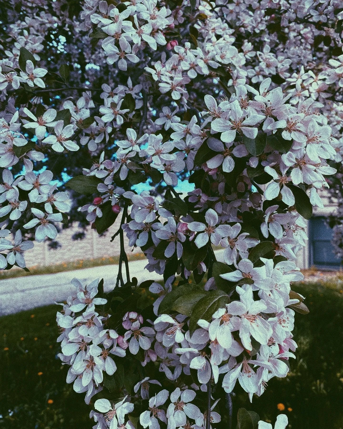 🍯 🍑 OnlyFans header