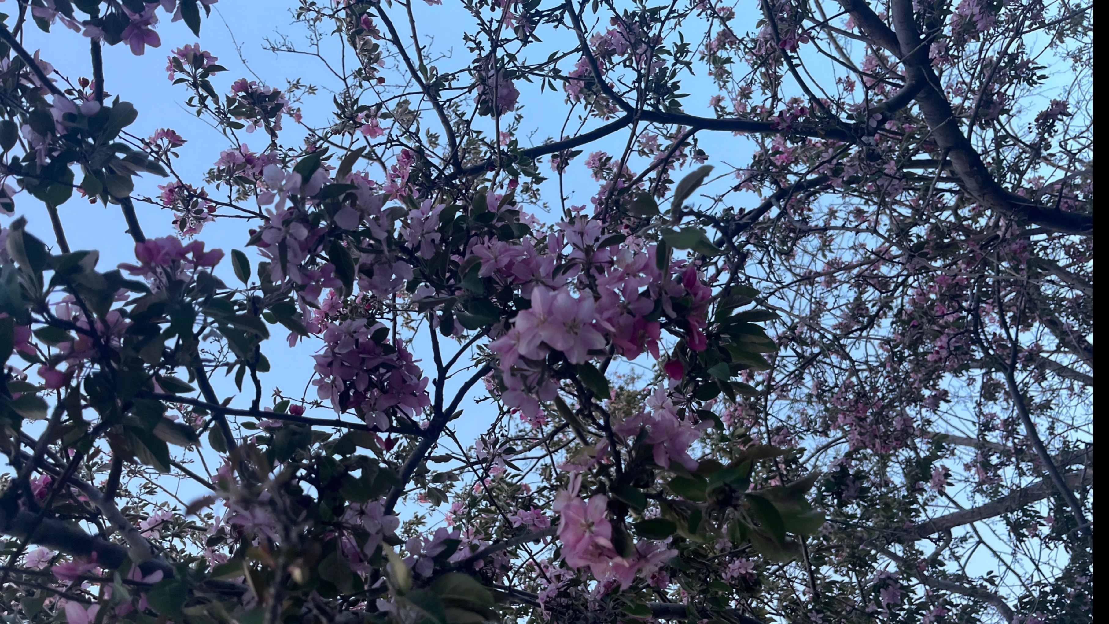 Berries OnlyFans header