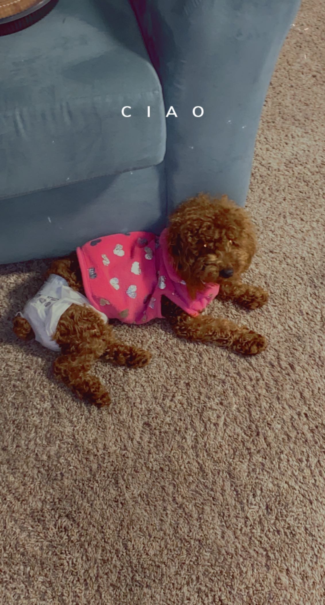 XXXENDAYA OnlyFans header