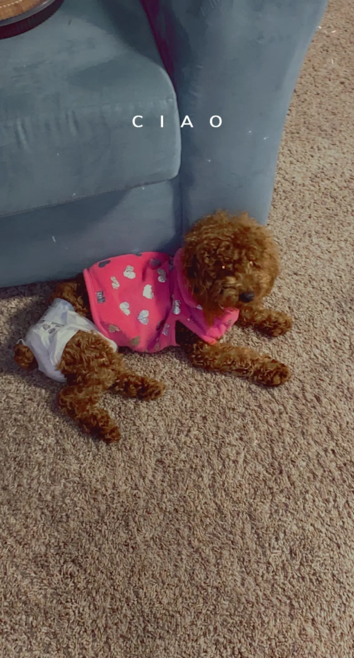 XXXENDAYA OnlyFans header