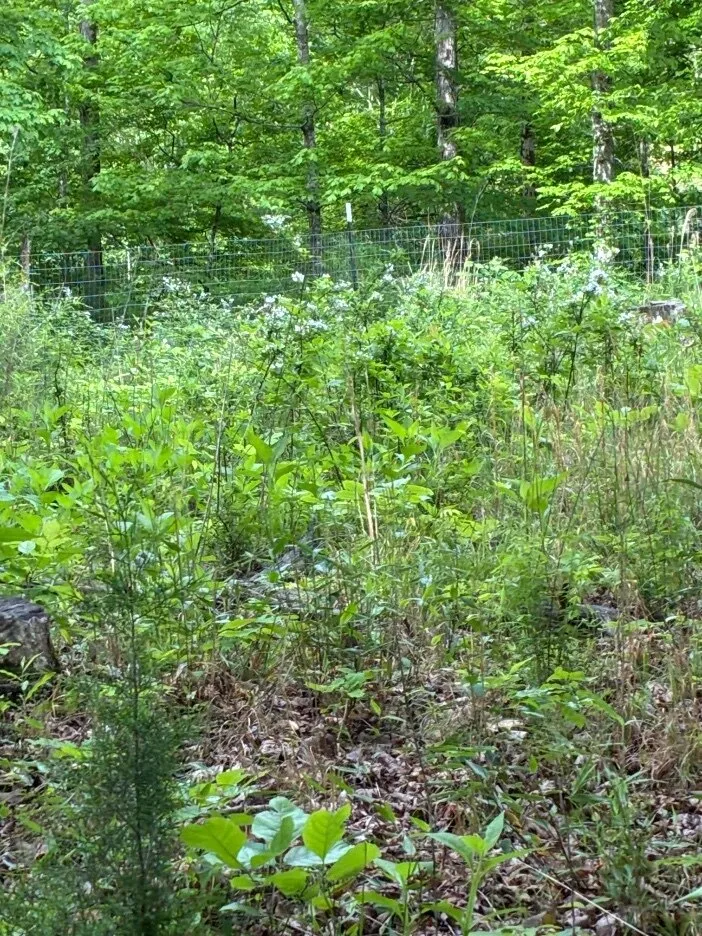 Rosie OnlyFans header