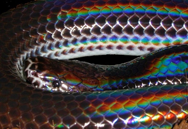 Lucah OnlyFans header