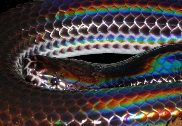 Lucah OnlyFans header