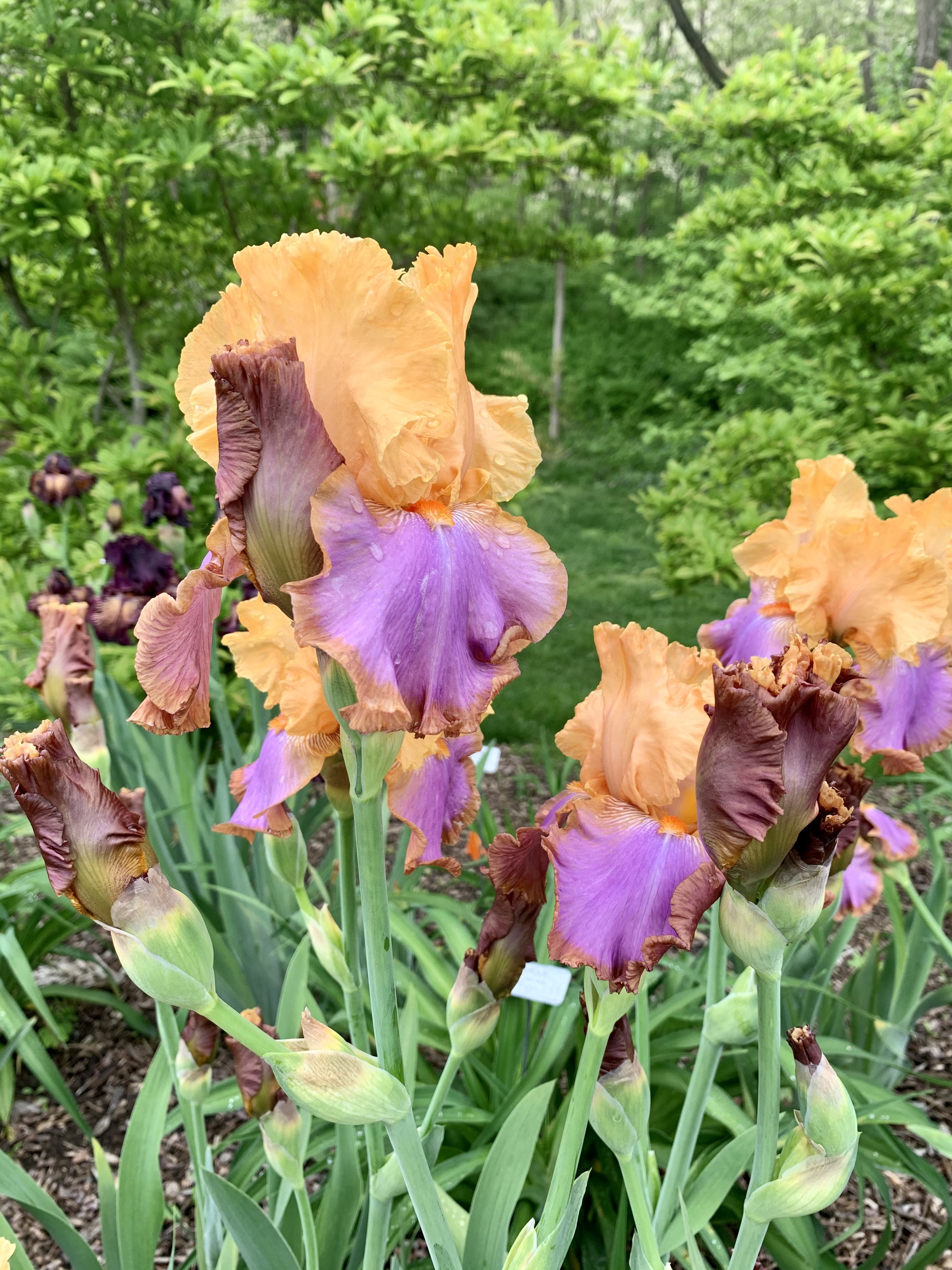 Chloe OnlyFans header