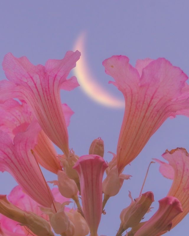 Mojo Ma OnlyFans header