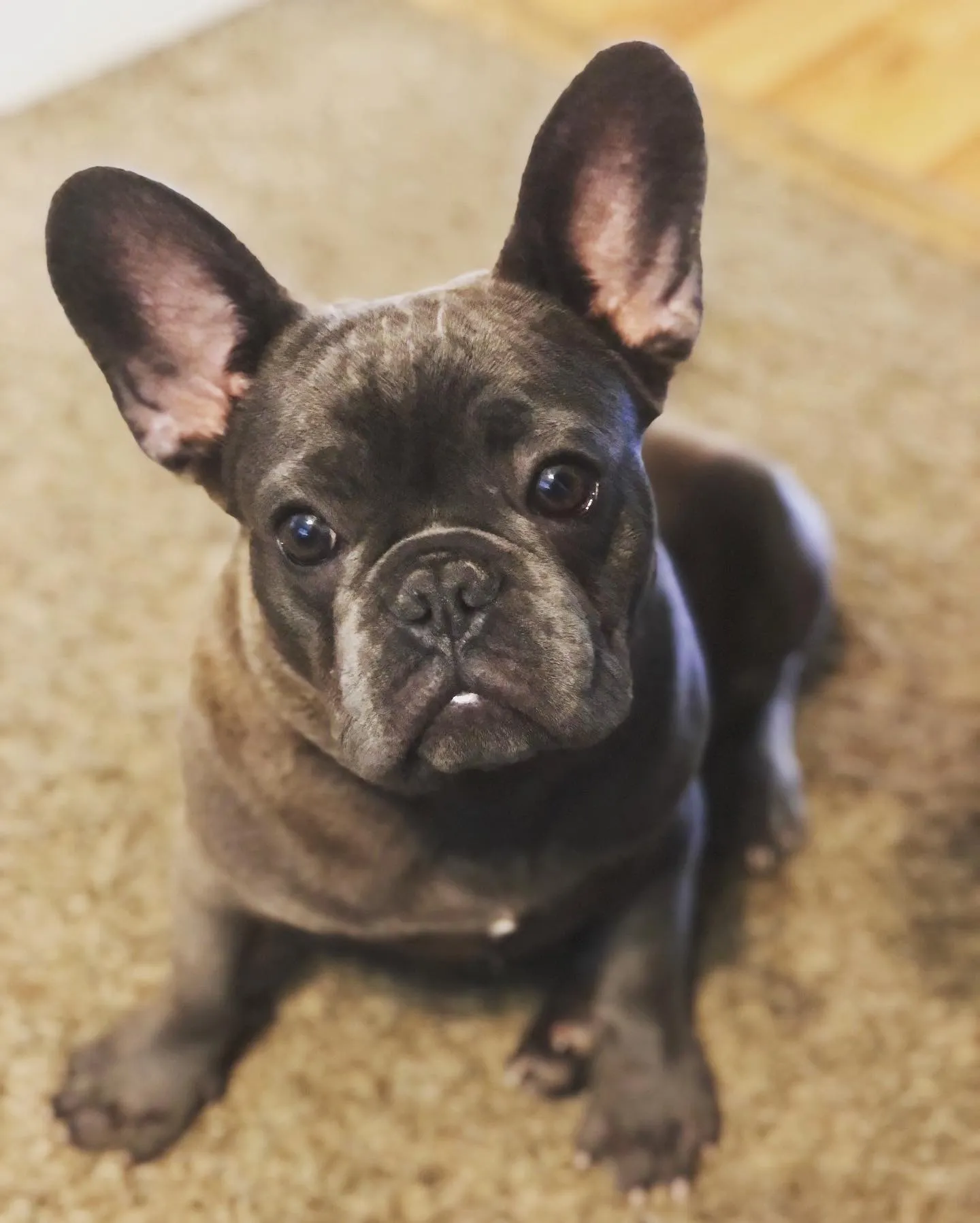 Yoda the frenchie