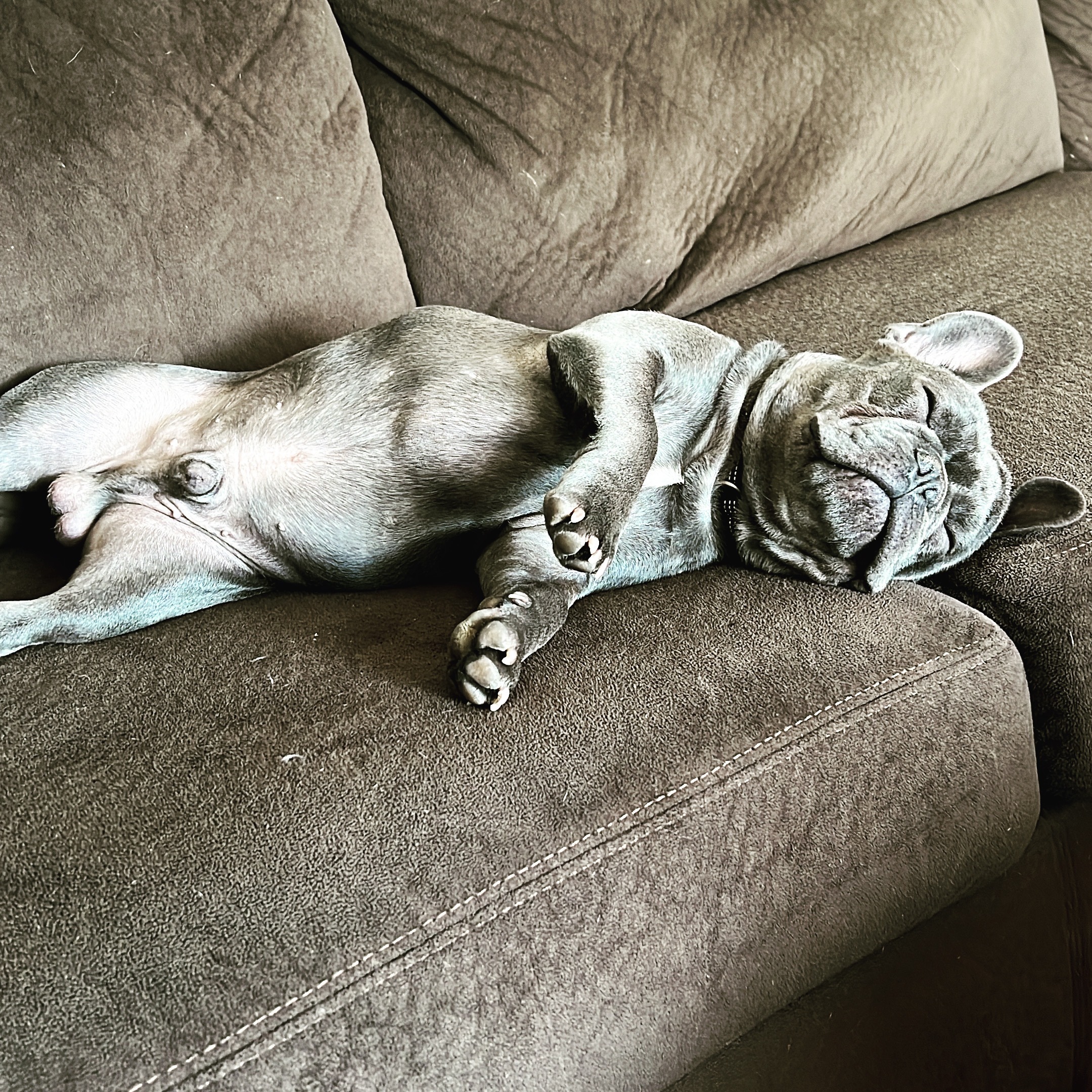 Yoda the frenchie OnlyFans header