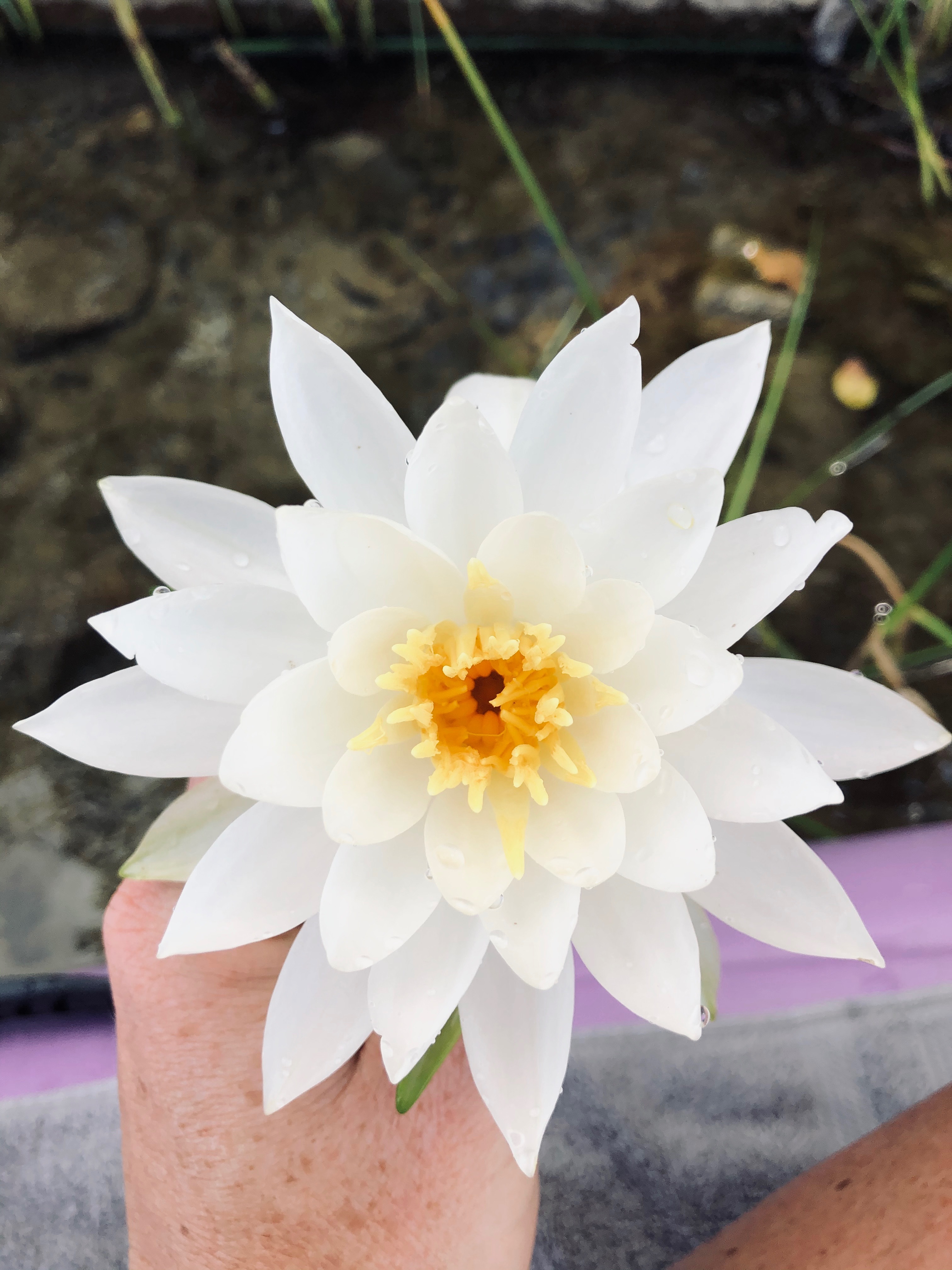 Freya Lynn OnlyFans header