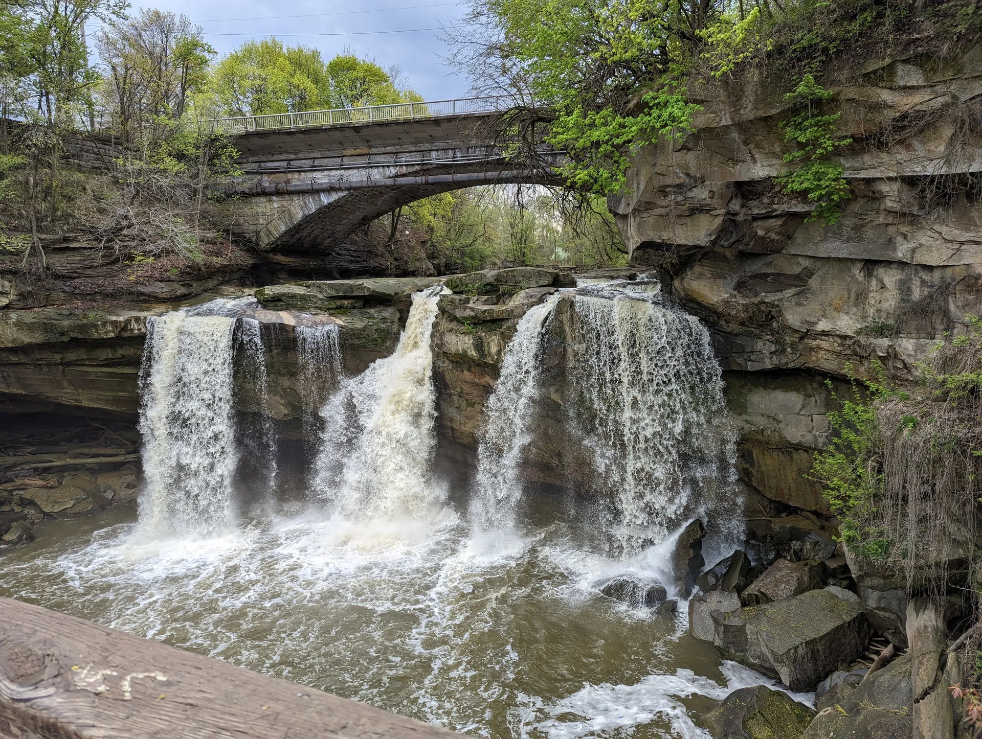 Yogi Bear OnlyFans header