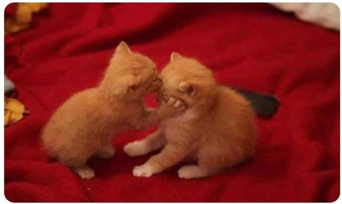 Yohana OnlyFans header