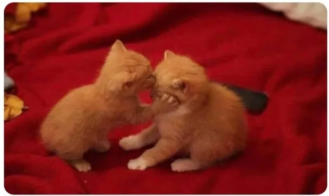 Yohana OnlyFans header