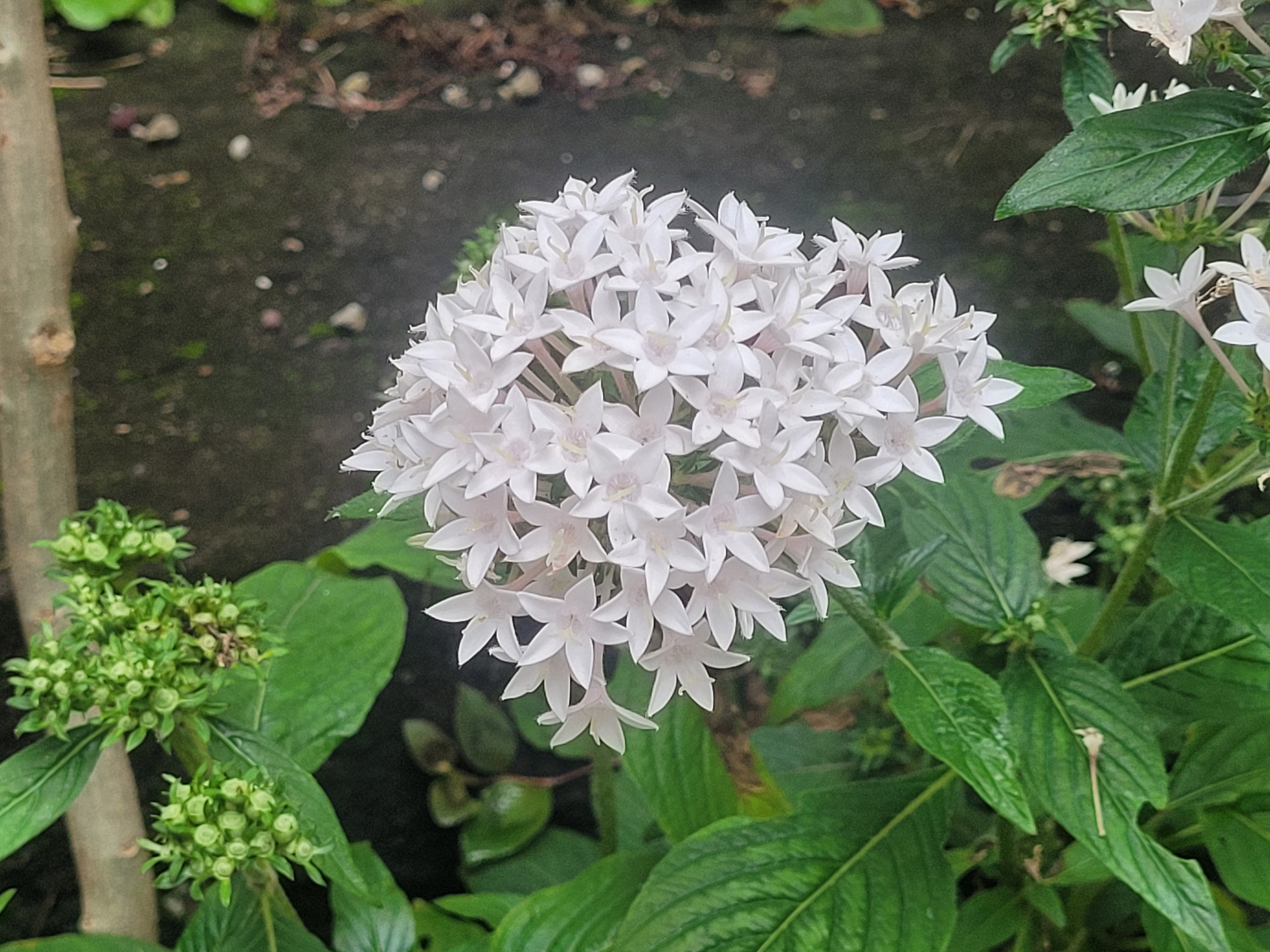 Gala OnlyFans header