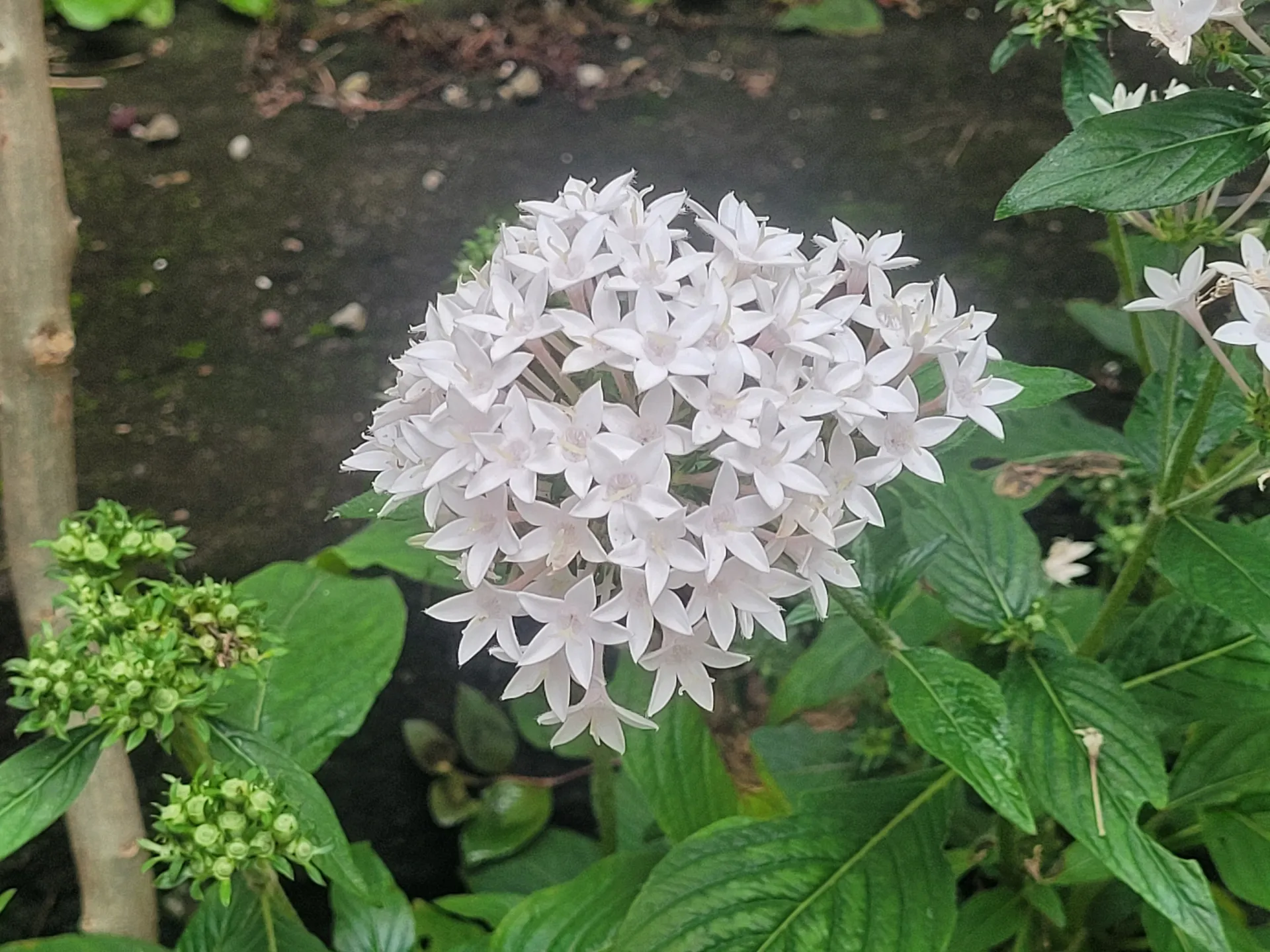 Gala OnlyFans header