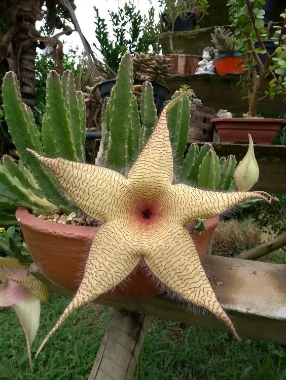 LadyC OnlyFans header