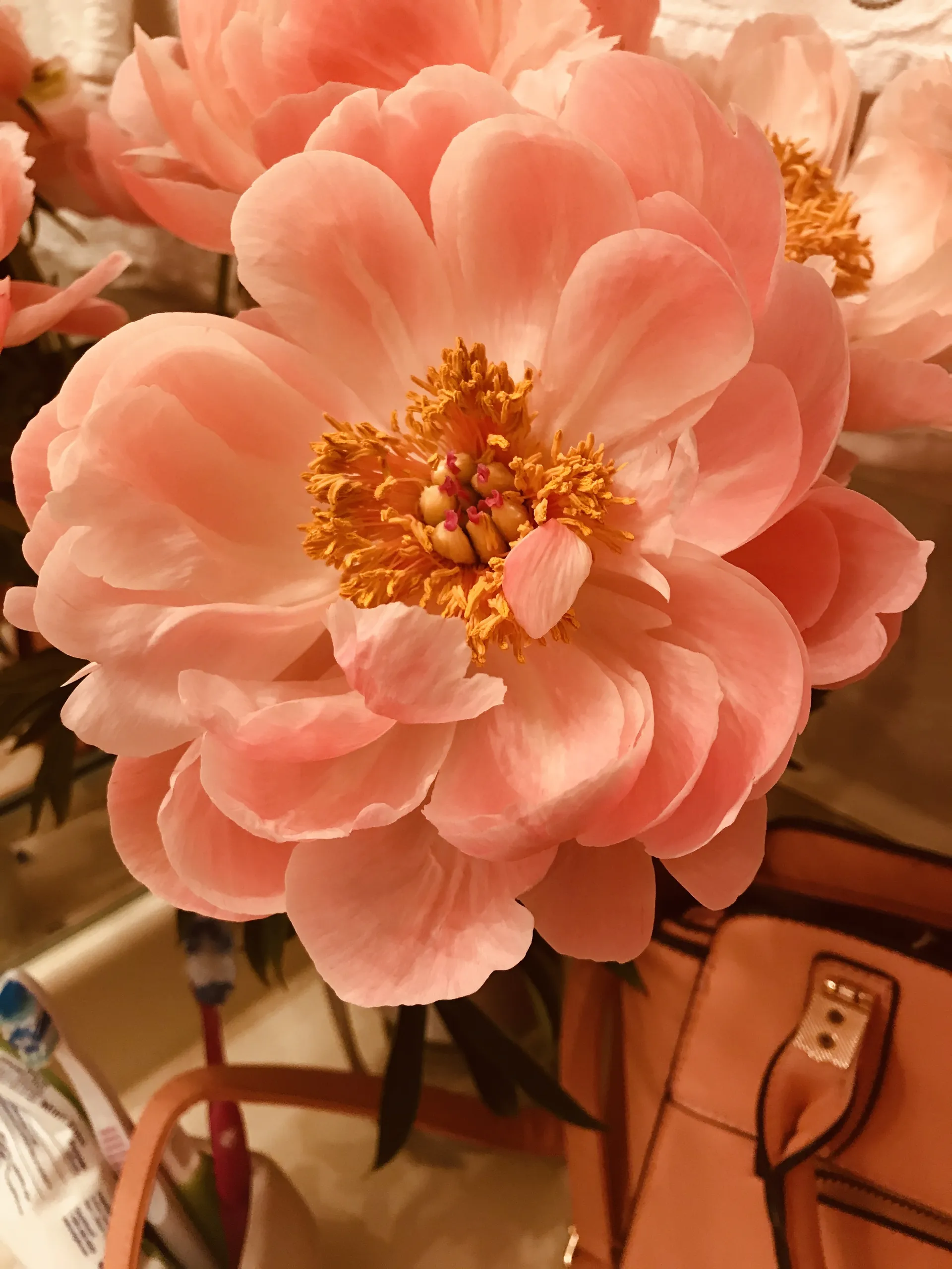 Katt OnlyFans header