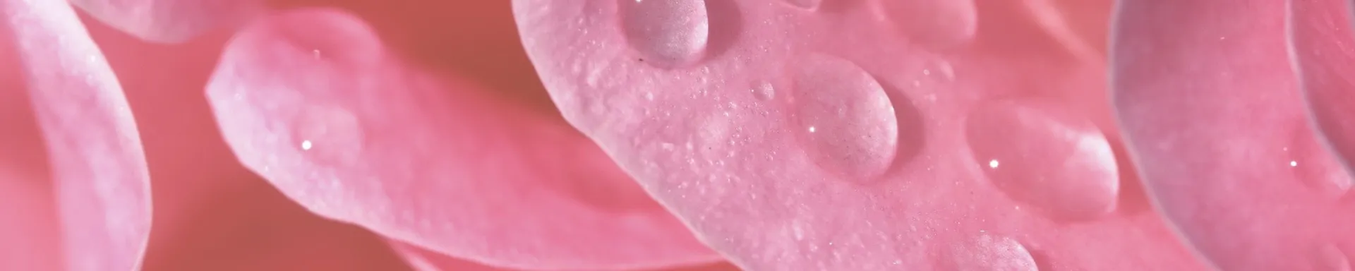 Annie OnlyFans header