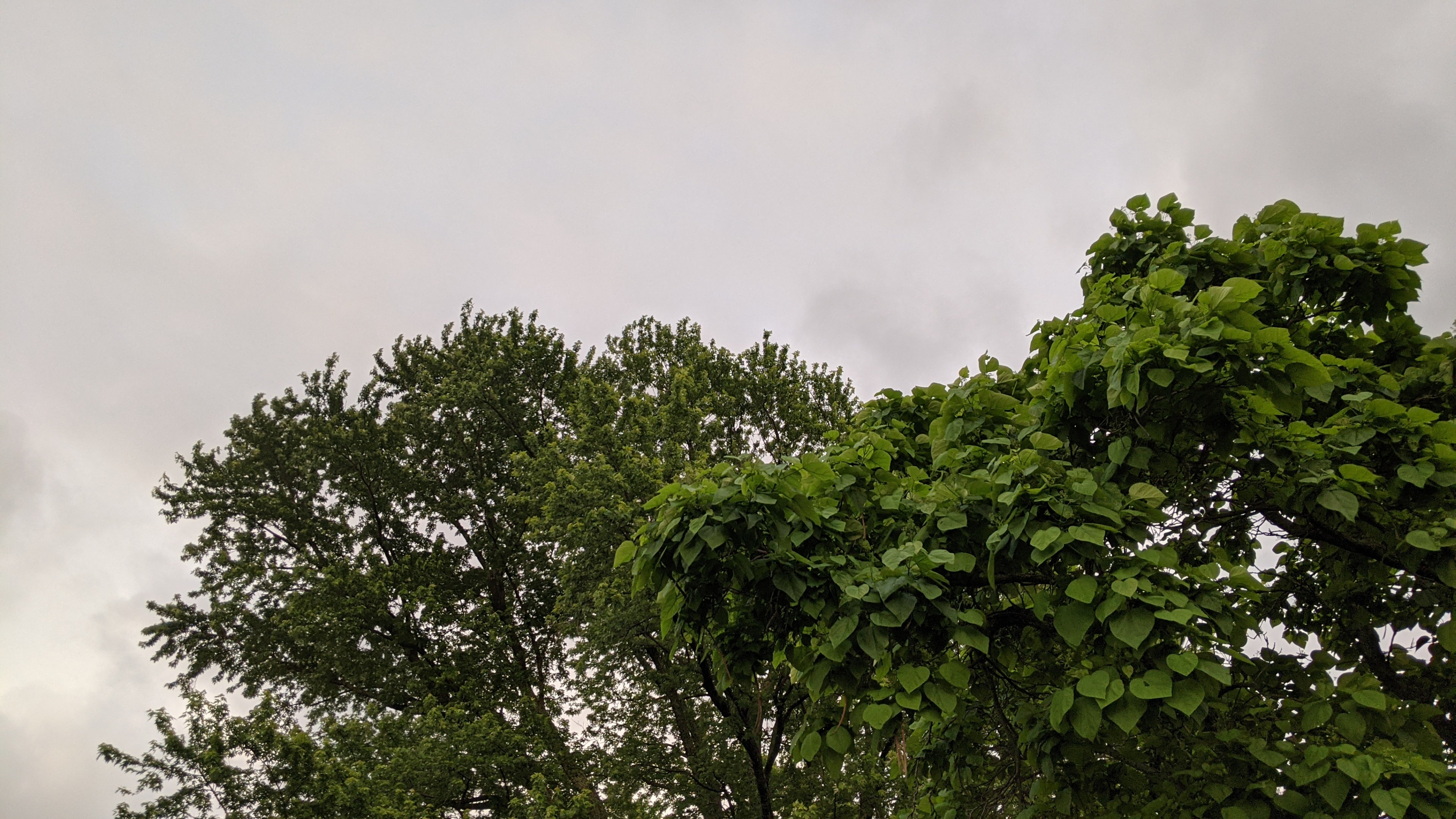 elton OnlyFans header