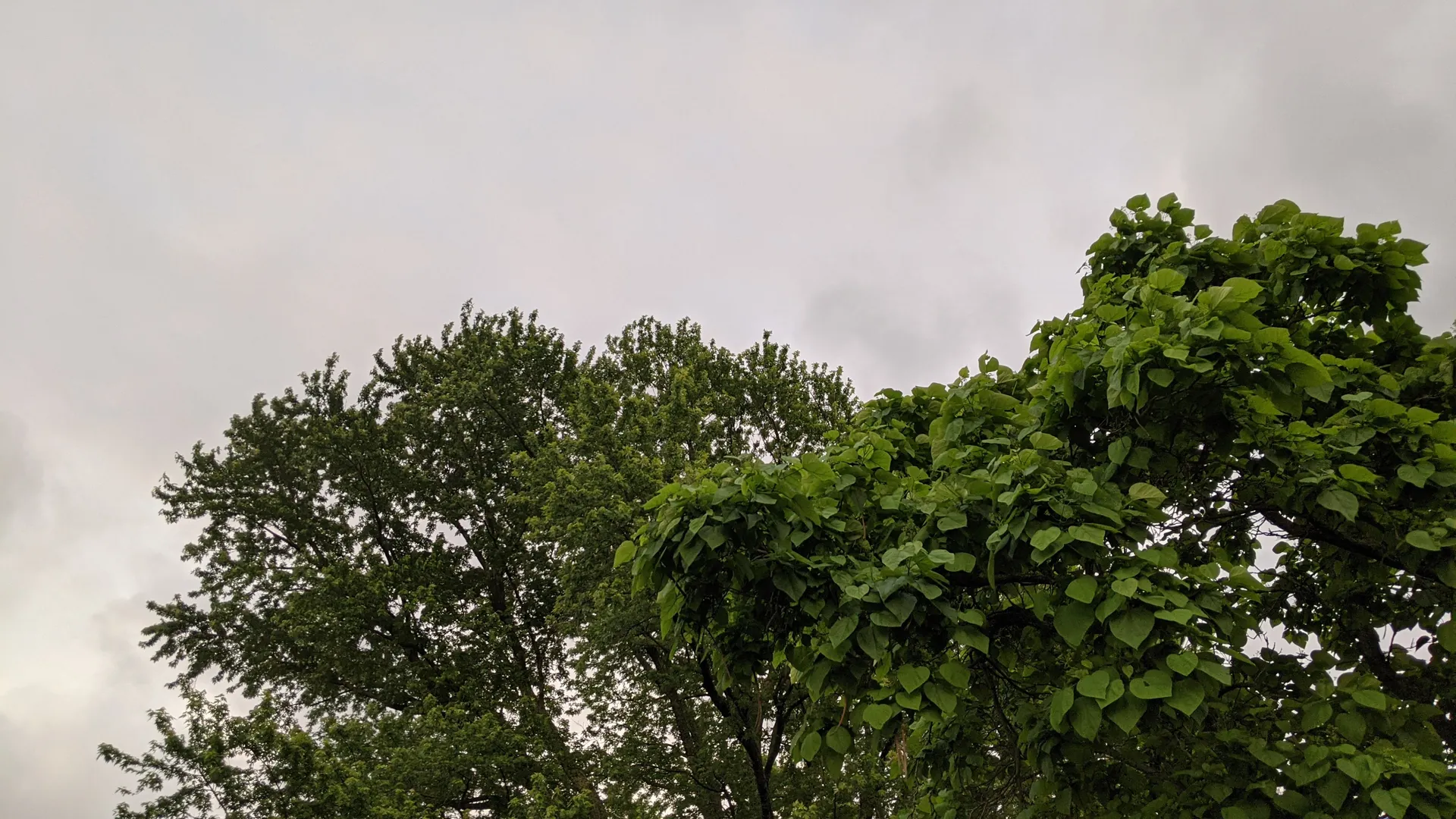 elton OnlyFans header