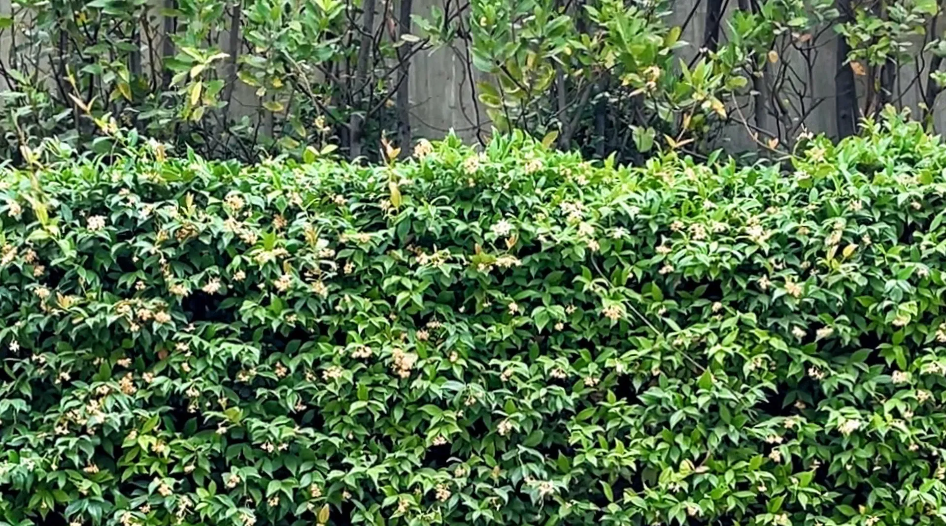 Youngkikiko OnlyFans header